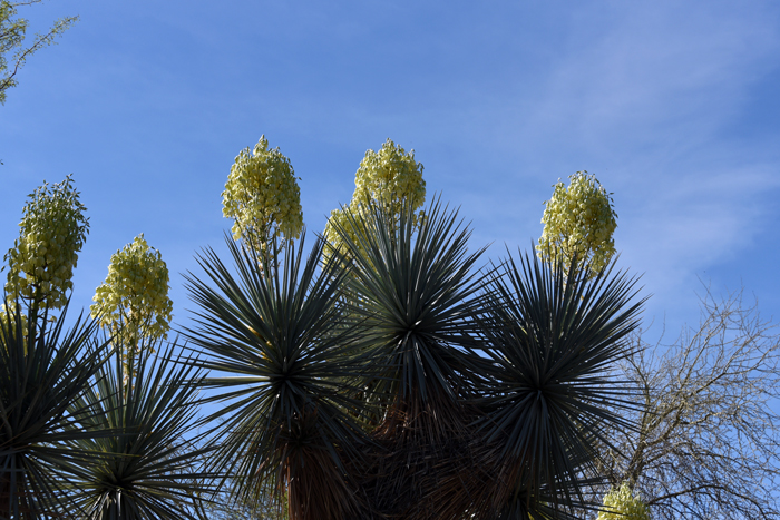 is relatively rare and uncommon the United States where it occurs in southern New Mexico and southwestern Texas (centered in Big Bends National Park in the in the central Rio Grande valley in the Chihuahuan Desert. Yucca faxoniana